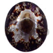 Limpit Oval Pendants Shell Pendant